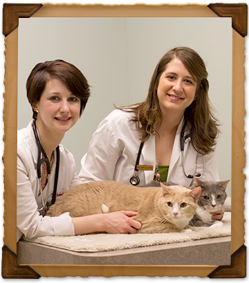 Pet Wellness Services at Bryan Road Animal Hospital