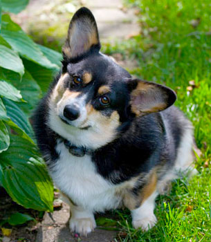 O'Fallon Pet Care Articles