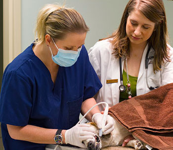 O'Fallon pet dental services