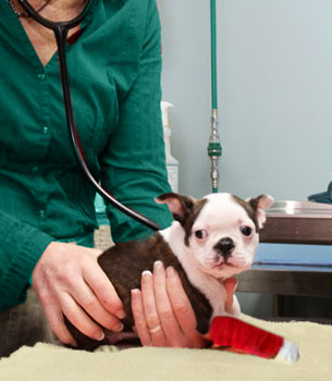 Emergency Veterinary Care in O'Fallon