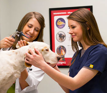 Internal Medicine for St. Charles County Pets