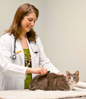 Allergies and Skin Problems in Dogs and Cats