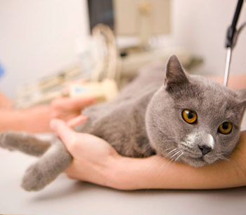 Treating Your Pet's Cancer