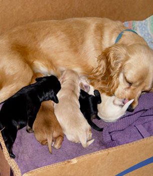 Reproductive Medicine for O'Fallon Cats and Dogs