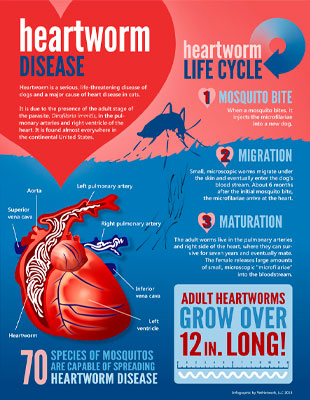 Heartworm Disease and Your Pet
