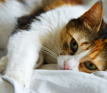 Informational Links for the Caring Pet Owner