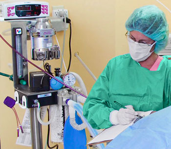 Pain Management for Your Pet's Comfort