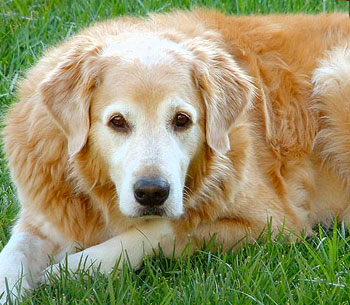 Senior Pet Care: Some Extra TLC